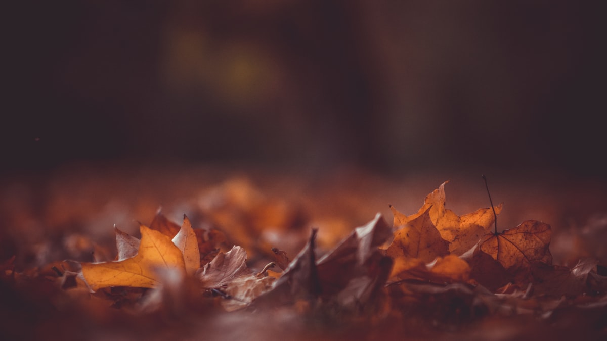 Autumn Resilience