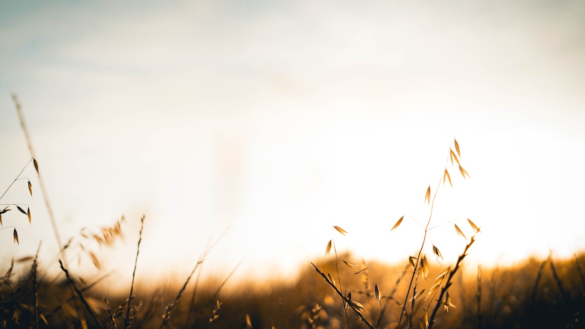 Gratitude and Peace